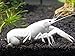 1 Male/Female Pair of White Specter Crayfish/Freshwater Lobsters (2+ inch Young Adult) by Aquatic Arts
