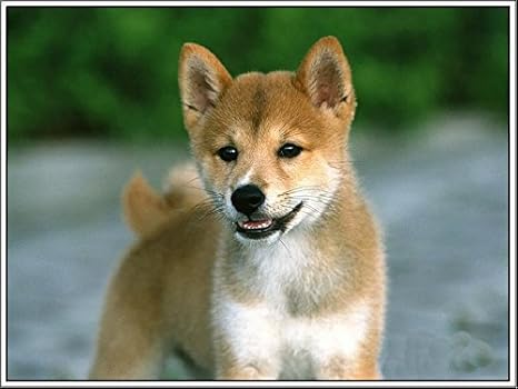 Amazoncom A Slice In Time Package Of Four 4 Shiba Inu
