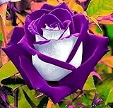 200PC purple jade Rose seed. Bonsai flower seeds. Simple planting