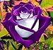 200PC purple jade Rose seed. Bonsai flower seeds. Simple planting primary