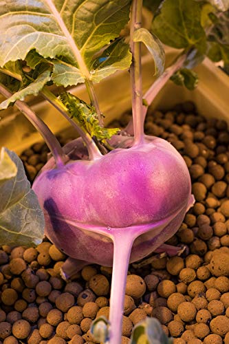 2 Hydroton+Original+Clay+Pebbles+Lightweight