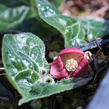 Amazon 紫桜館山の花屋 山野草 フタバアオイ 二葉葵 9cmポット苗 Diy 工具 ガーデン