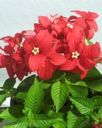 Plantsworld Mussaenda Red Live Plant Amazon In Garden Outdoors