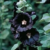 Black-Nigra-Hollyhock-30-Seeds-450-mg--Alcea-rosea