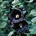 Black Nigra Hollyhock 30 Seeds, 450 mg - Alcea rosea