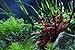 Ludwigia Peruensis Diamond Red Star Ludwigia Bundle Freshwater Live Aquarium Plant Fish Tank Decoration 3 Days Live Guaranteed by Mainam