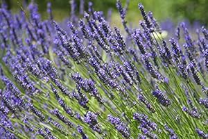 Greenwood Nursery: Live Perennial Plants - Provence Lavender + Lavandula x Intermedia - [Qty: 1x Pint Pot] - (Click for Other Available Plants/Quantities)