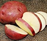 SEED POTATOES - 1 lb. Red Norland * Organic Grown * Non GMO * Virus & Chemical Free * Ready for Spring Planting *