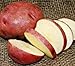 SEED POTATOES - 1 lb. Red Norland * Organic Grown * Non GMO * Virus & Chemical Free * Ready for Spring Planting *