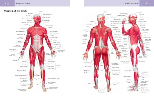 Anatomy Student's Self-Test Visual Dictionary: An All-in-One Anatomy Reference and Study Aid (Barron's Visual Dictionaries) - Thumbnail 3