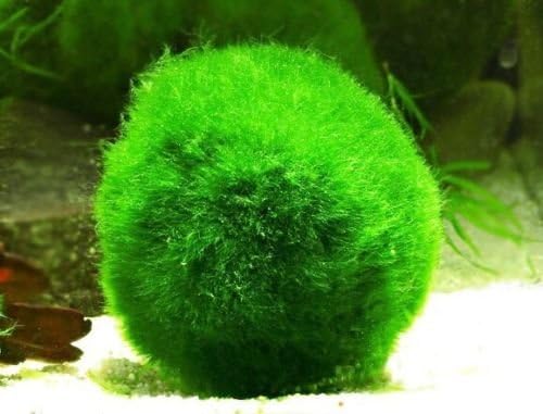 Marimo Moss Ball Aquarium Fresh Water Live Plant Giant 7cm