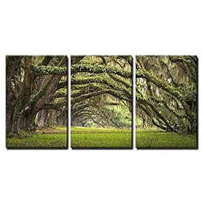 Plantation Oak Trees Forest Landscape - Canvas Art Wall Art - 16"x24"