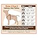 Voyager Step-In Air Dog Harness - All Weather Mesh, Reflective, No Pull Harness for Small, Medium Dogs, Cats - Secure with Hook & Loop Fastener, Buckle, Double D-Rings - Blue/Black Trim, XL