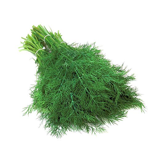 David's Garden Seeds Herb Dill Hera SL3149 (Green) 500 Non-GMO, Organic Seeds