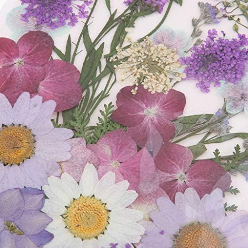 Perfeclan ドライフラワー 花材 押し花 乾燥シート ドライ葉 押し葉 家の装飾 電話ケース 装飾 約10個 全6選択 C B085s879gs 638円 人気海外一番 100 品質保証 全品送料無料 即日出荷 Sale開催中