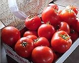 Mountain Merit Tomato Seed