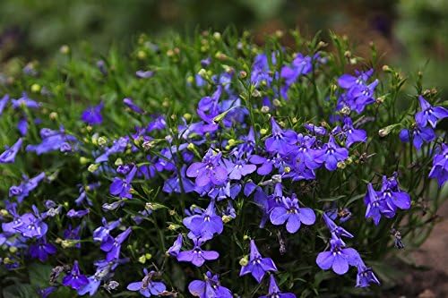 Lobelia de ribete azul; lobelia del jardín, lobelia que se ...