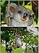 Agirlgle Animal Garden Statue - Cute Swing Koala Bear - Funny Outdoor Sculpture Ornaments Décor - Best Indoor Outdoor Figurines for Patio Yard Lawn House - Made of Resin