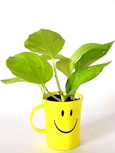 Rolling Nature Golden Pothos In Smiley Cup
