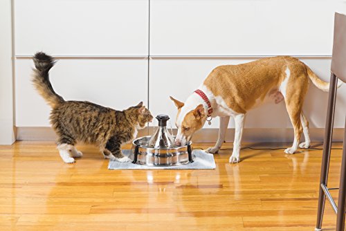 Drinkwell Stainless Multi-Pet Fountain
