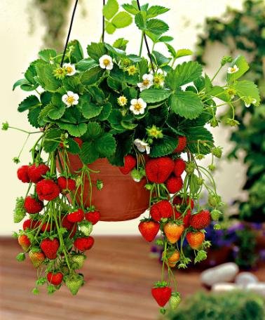 Creative Farmer Herb Seeds For Planting - Garden Strawberry Fruit Seeds - Fragaria Hanging Type Kitchen Garden Pack