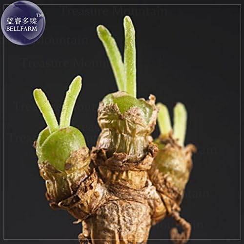 BELLFARM Monilaria obconica 'SEED, 10 'SEED, lovely green rabbit ears succulent bonsai plant 'SEED E4054