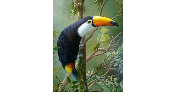 Amazon.com: TUCÁN DE MÉXICO AL SUR - ORIGINAL TOUCAN FROM SOUTH 