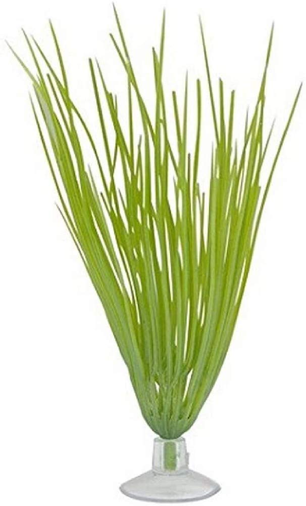 Marina Betta Hairgrass Plant with Suction Cup, 12.7 cm, Green