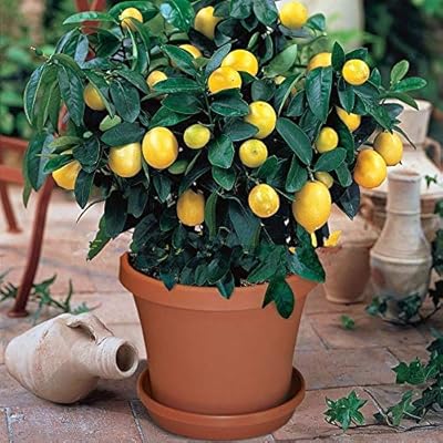Amazon Com Mapplegreen 50pcs Bonsai Lemon Tree Bonsai High