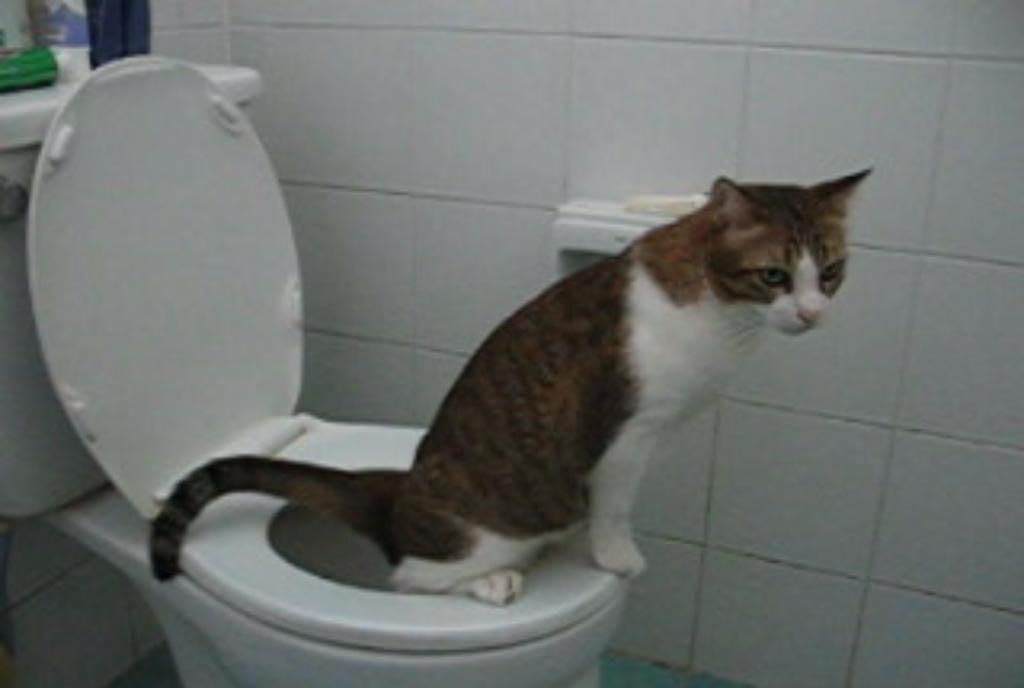 amazon cat toilet training