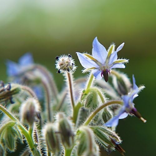 Amazon ハーブ 苗 ボリジ ブルー 3号ポット苗 ハーブ