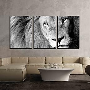 Close Up Male Lion - 3 Panel Canvas Art