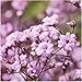 Package of 2,000 Seeds, Pink Baby's Breath (Gyposophila rosea) Open Pollinated Seeds by Seed Needs