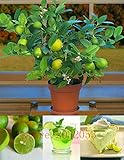 20pcs/bag kaffir lime seeds, lime seeds, (Citrus aurantifolia) ,organic fruit seeds, BONSAI fruit lemon tree for home garden