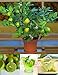 20pcs/bag kaffir lime seeds, lime seeds, (Citrus aurantifolia) ,organic fruit seeds, BONSAI fruit lemon tree for home garden