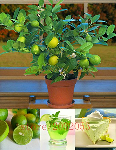 20pcs/bag kaffir lime seeds, lime seeds, (Citrus aurantifolia) ,organic fruit seeds, BONSAI fruit lemon tree for home garden 20pcs/bag kaffir lime seeds, lime seeds, (Citrus aurantifolia) ,organic fruit seeds, BONSAI fruit lemon tree for home garden