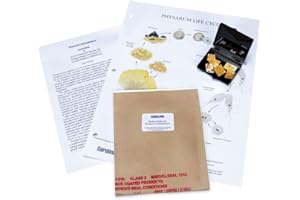 Carolina Physarum Polycephalum Sclerotium – Dormant Slime Mold Culture | Transitions To Active Feeding Stage | Ideal For Life Cycle And Behavior Studies