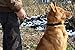 Moonpet Soft and Extra Strong Durable Real Genuine Full Grain Leather Dog Training Leash Lead - Premium Heavy Duty 4 ft x 0.11'' - Best for Medium Large X-Large Dogs Walking Running-Black