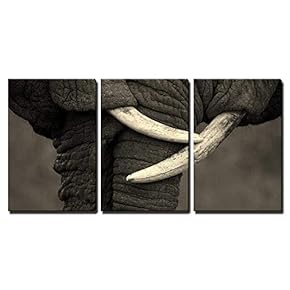 Two Elephants Interact and Communicate in This Beautiful...