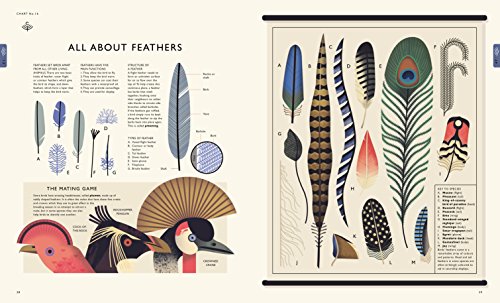 Curiositree: Natural World: A Visual Compendium of Wonders from Nature - Jacket unfolds into a huge wall poster!