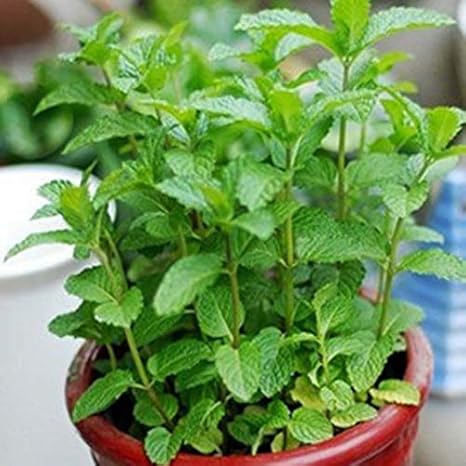 Amazon Co Jp 新しい500個スピアミントミントmenthaハーブグリーンフラワーシーズホームホット販売ニース ホーム キッチン