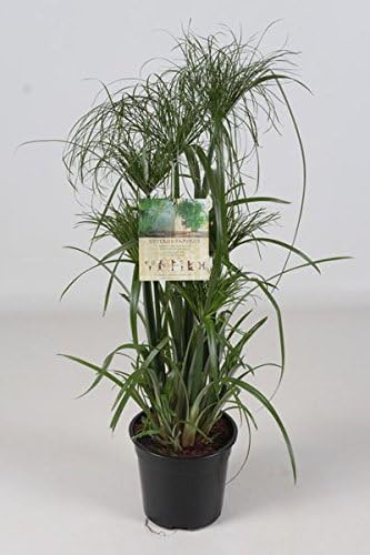 Cyperus Papyrus Plant in a 19cm Pot. Approx 80cm Tall