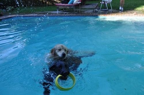 Plastic Flying Ring - Discount Pet Supplies