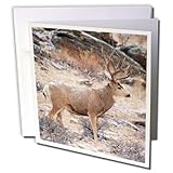 Danita Delimont - Michael Scheufler - Deer - USA, Colorado, Mule Deer Buck in Estetes Park. - 12 Greeting Cards with envelopes (gc_191535_2)