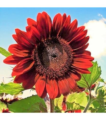Red Sun Sunflower Seeds – 15 Fresh Seeds, Beautiful Bright Red Blooms! (Combined Shipping)
