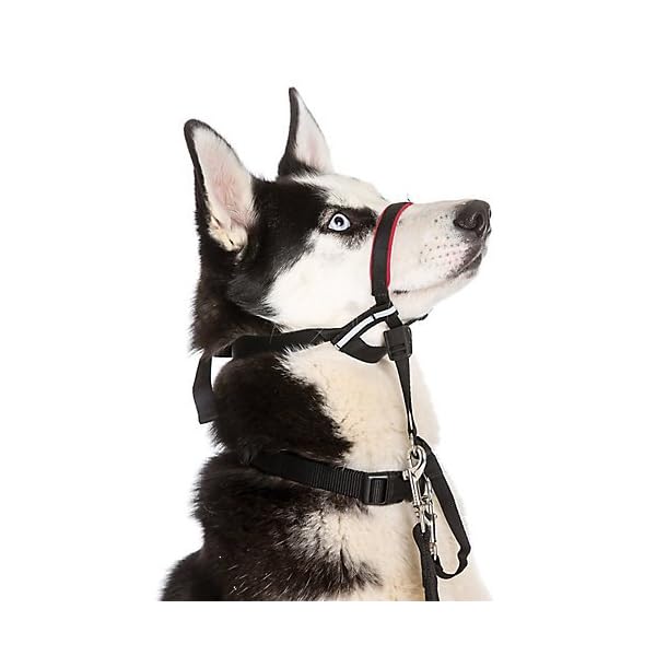 optifit headcollar