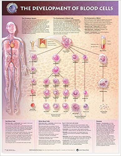 The Development Of Blood Cells Chart 9781587794063 Medicine Health Science Books Amazon Com