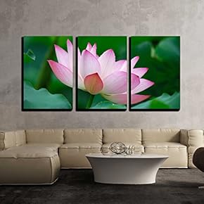 3 Piece Canvas Wall Art - Close-Up of Beatiful Pink Lotus - Modern Home Art Stretched and Framed Ready to Hang - 16"x24"x3 Panels
