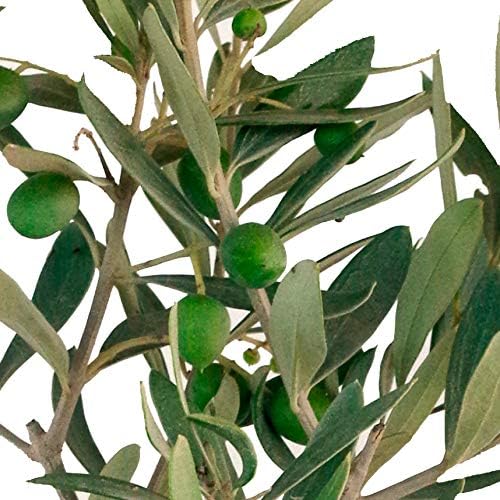 PePePlant - Olivo JUNIOR (olea europea) Árbol frutal. Perfecto ...