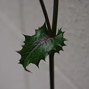 カスタマー画像